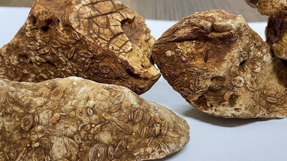 En Adıyaman fueron encontrados  4 fósiles con una antigüedad estimada de 40 millones de años