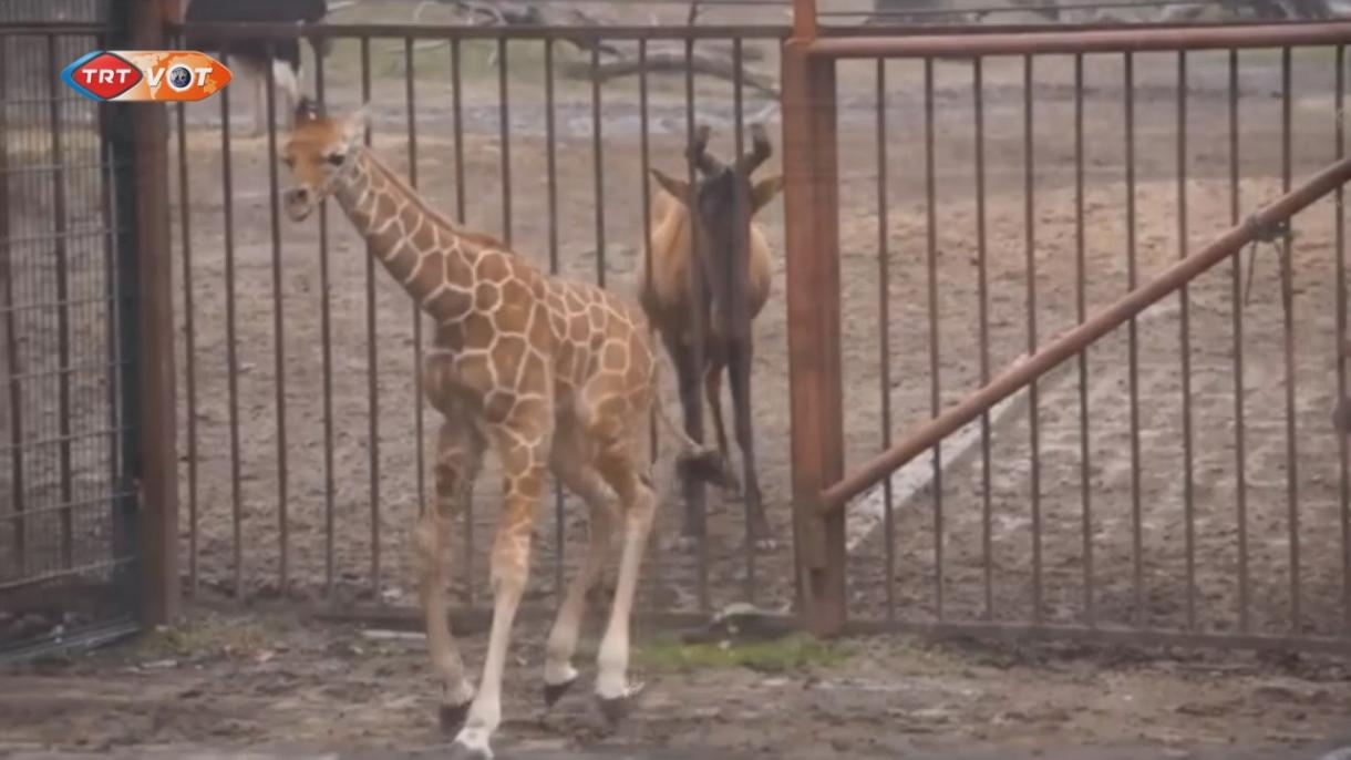 Újonnan született zsiráf felfedezi az állatkertet