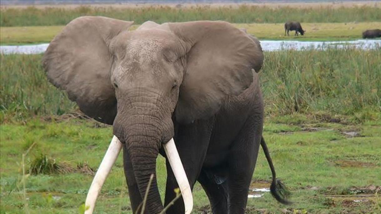 Botsvanada fil ovuna qoyulmuş qadağa götürüldü