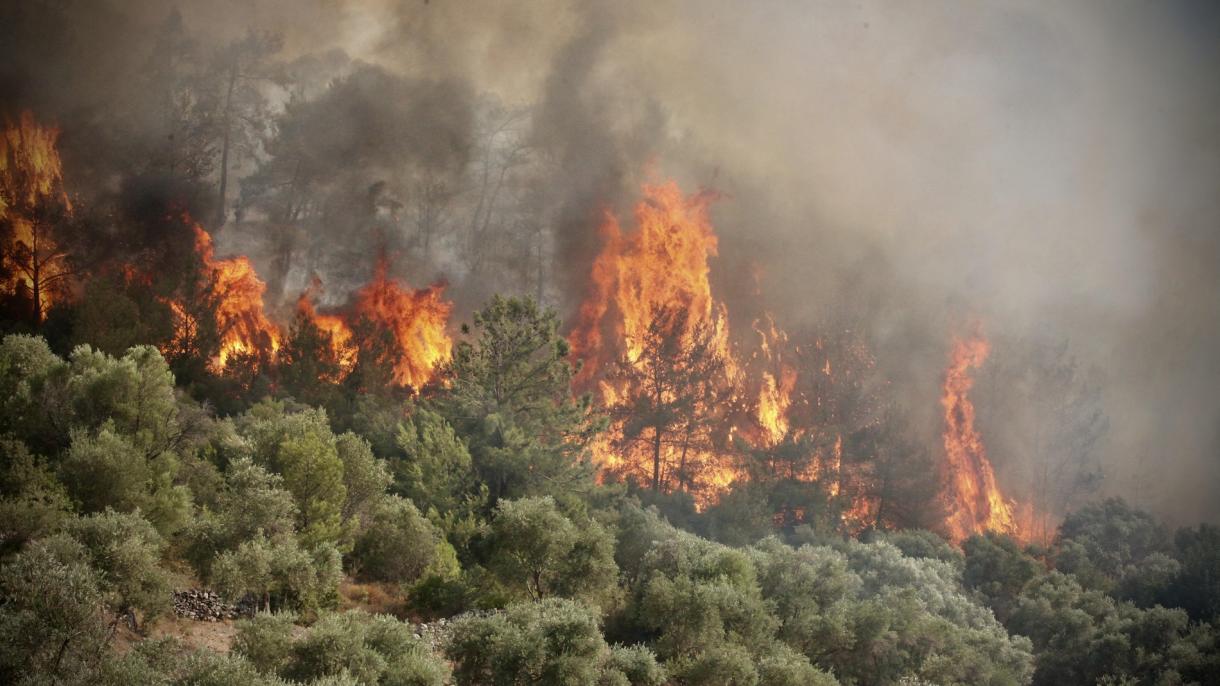 217 dos 223 incêndios florestais estão sob controle