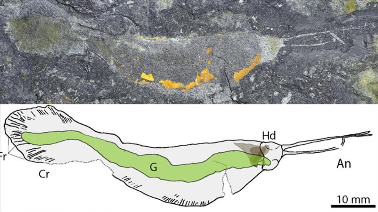 518 millió éves húsevő féreg megkövesedett maradványait  találták