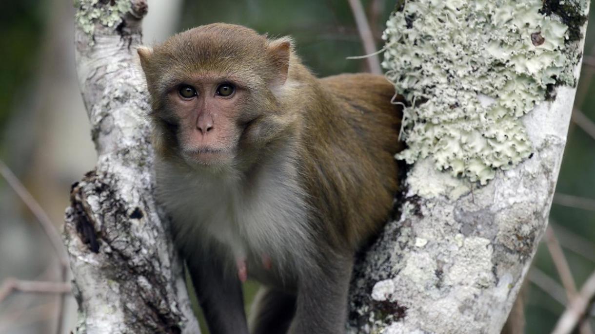Majmok támadtak meg embereket Japánban