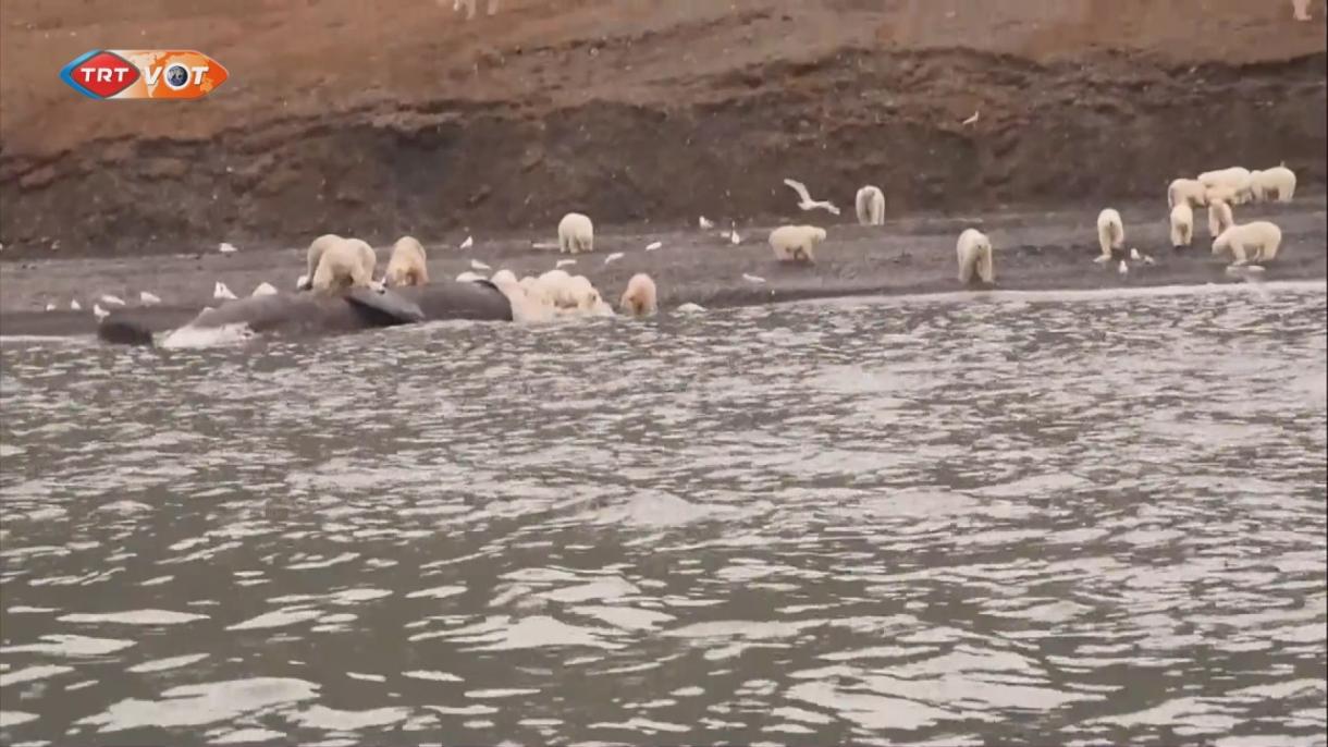 200只北极熊吃一头死鲸肉