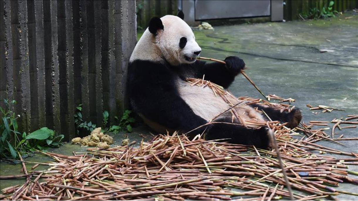 Morre o panda mais velho do mundo aos 31 anos