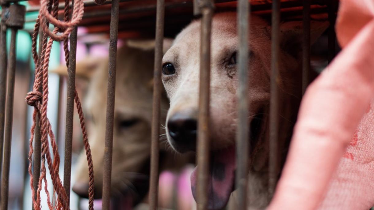 China prohíbe el Festival de la Carne de Perro