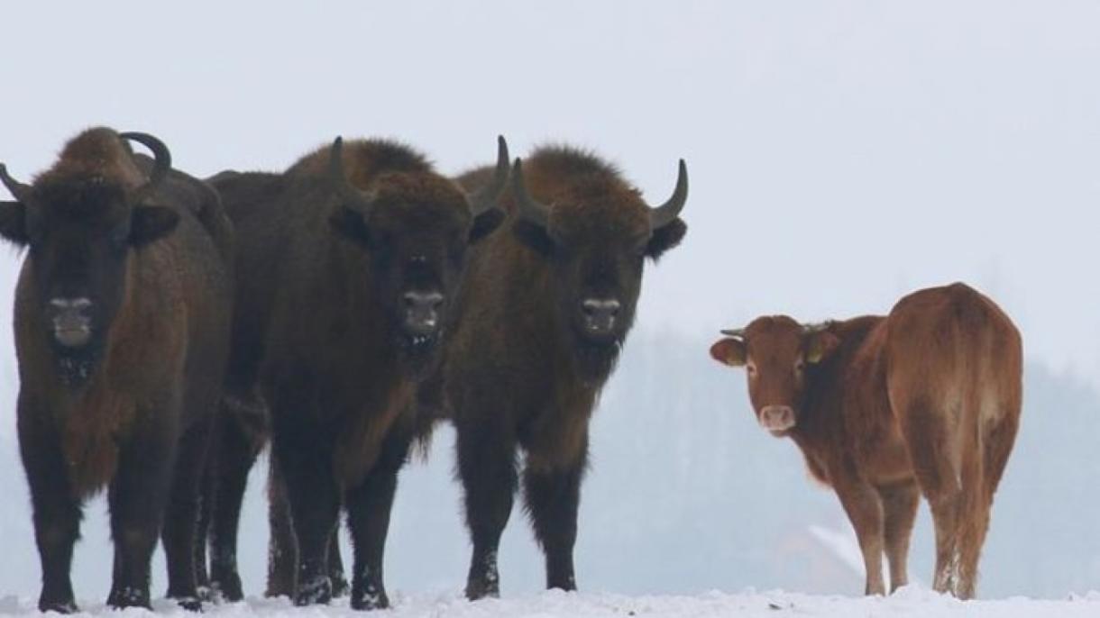 Escapa de la finca la vaca en busca de venturas y vive con el rebaño de bisontes en Polonia