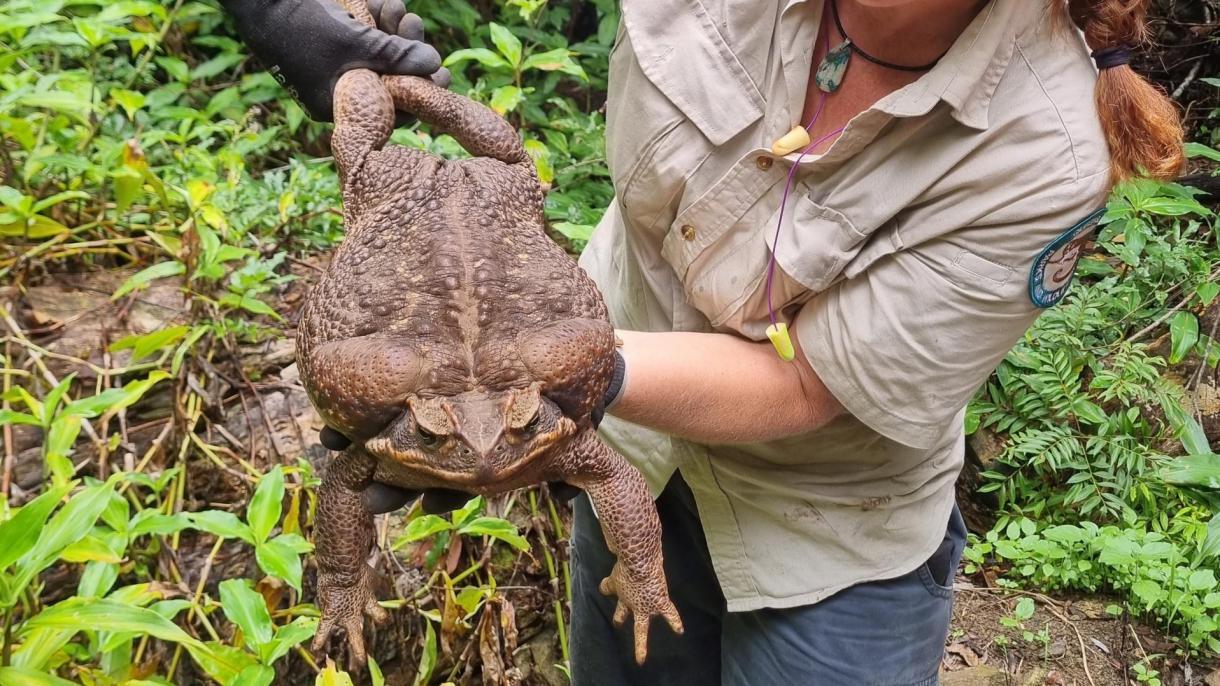澳大利亚热带雨林中发现一只巨型蟾蜍