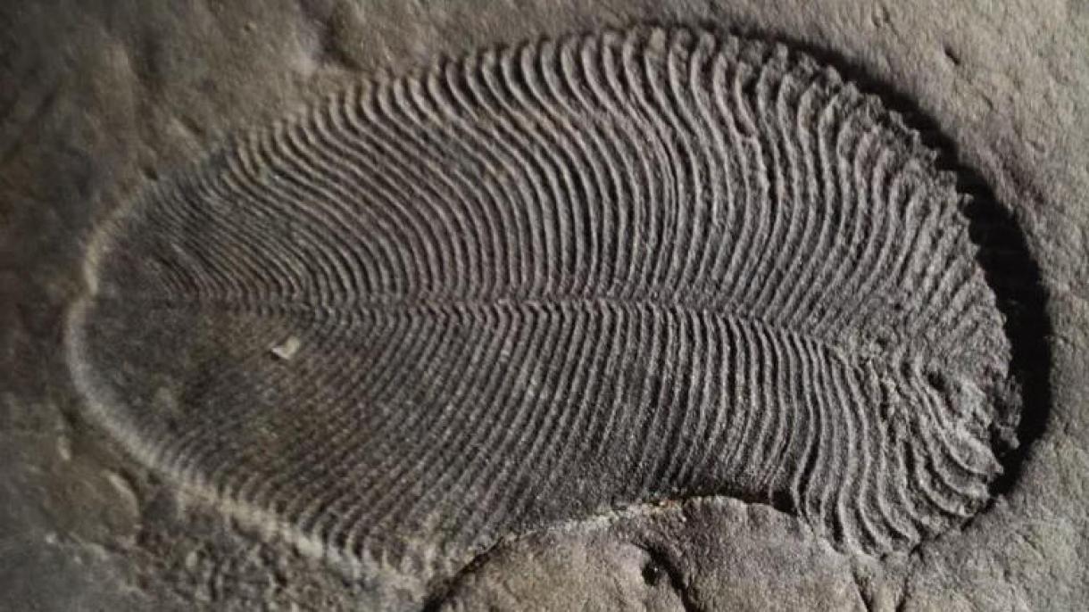 Fue descubierto el fósil más antiguo del mundo