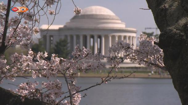 Florecen los cerezos en Washington