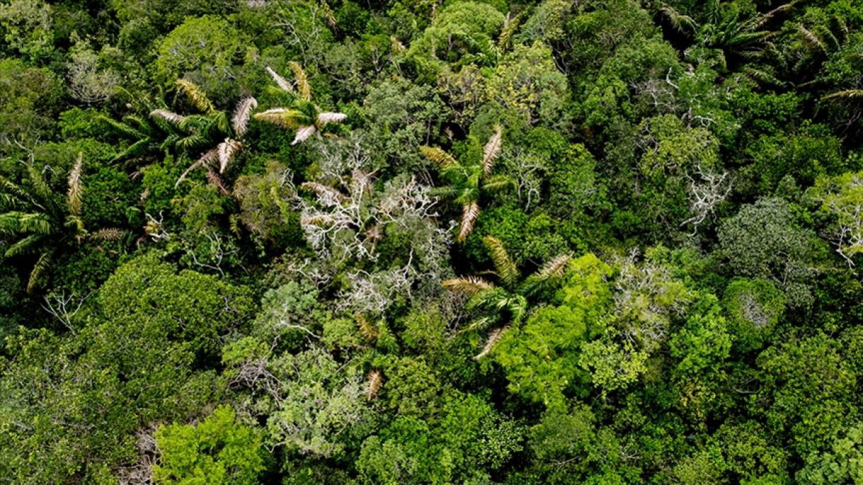 “İlk dəfədir ki, tropik meşələrin buna qadir olduğu barədə fikir əldə etdik”, P.Prist