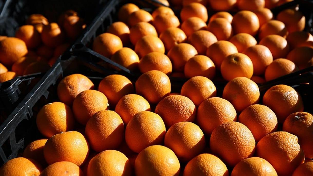 Türkiyənin sitrus meyvələri ixracı 9 ayda 427 milyon dollara çatıb