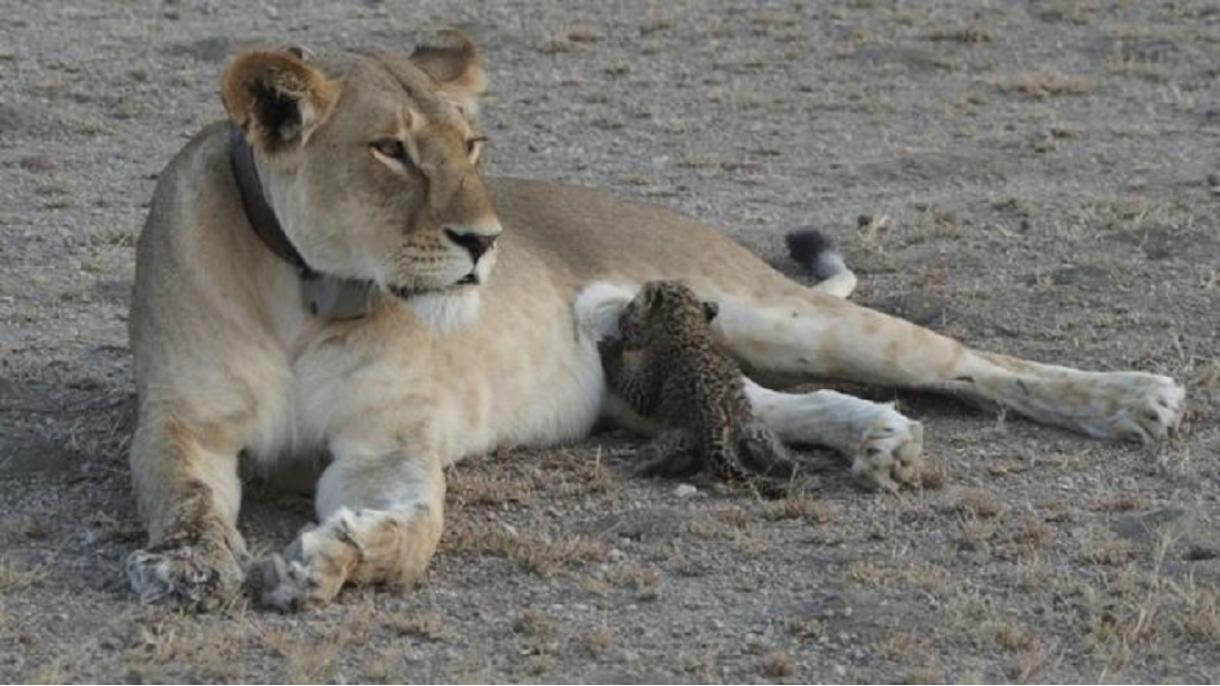 Una leona adopta al bebé leopardo