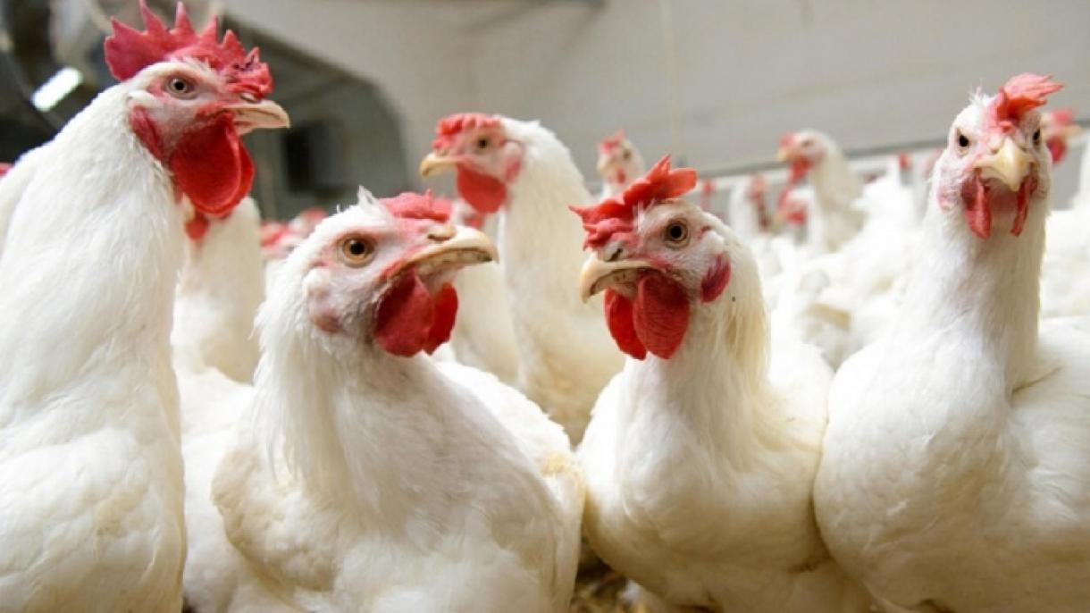 شیوع آنفلوآنزای مرغی در دانمارک