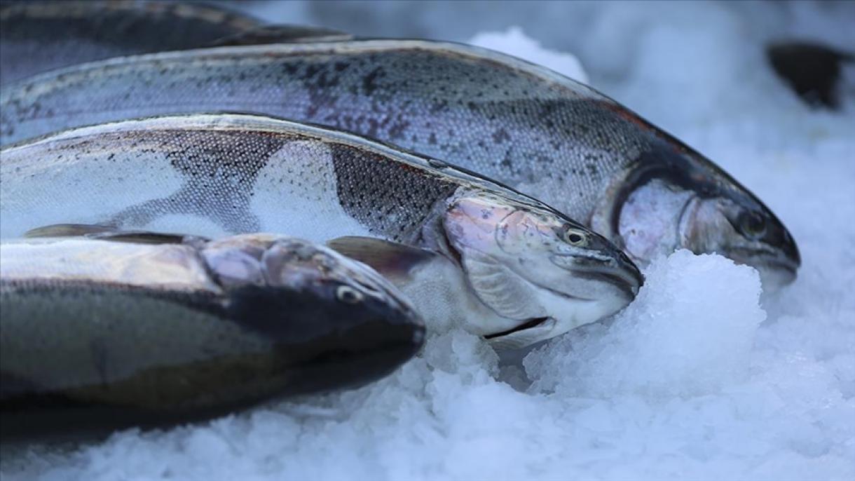 افزایش صادرات ماهی سالمون از ترکیه