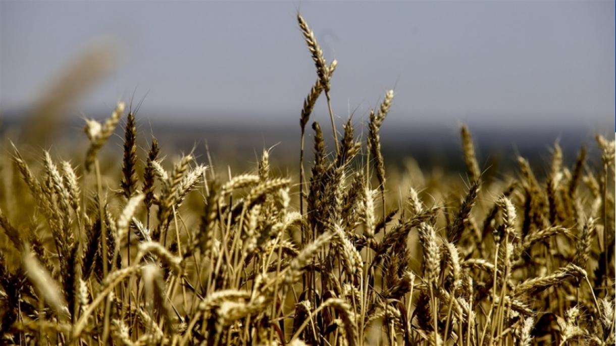 Los agricultores austriacos preocupados por la cosecha de este año debido a las altas temperaturas