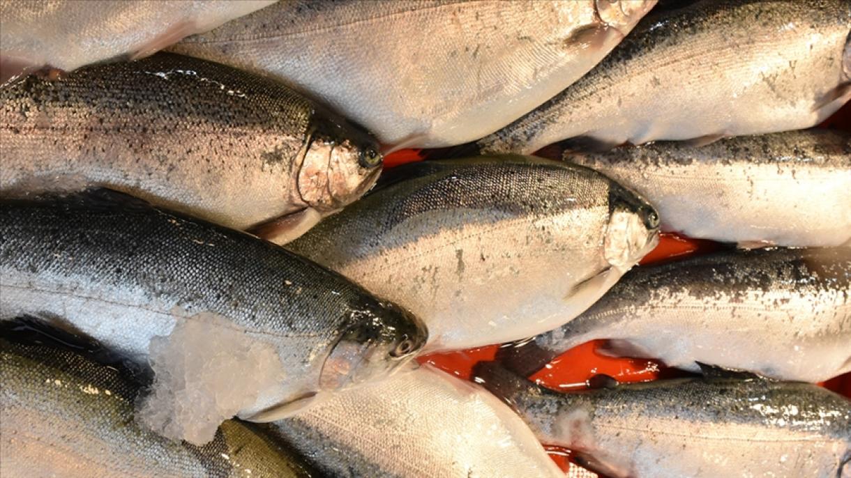 特拉布宗的土耳其三文鱼出口大幅增加