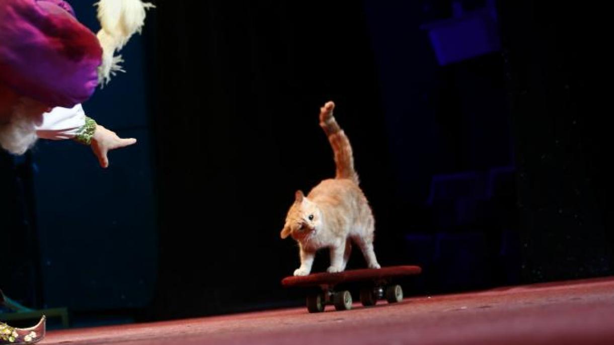 Macskák lépnek színpadra Oroszországban