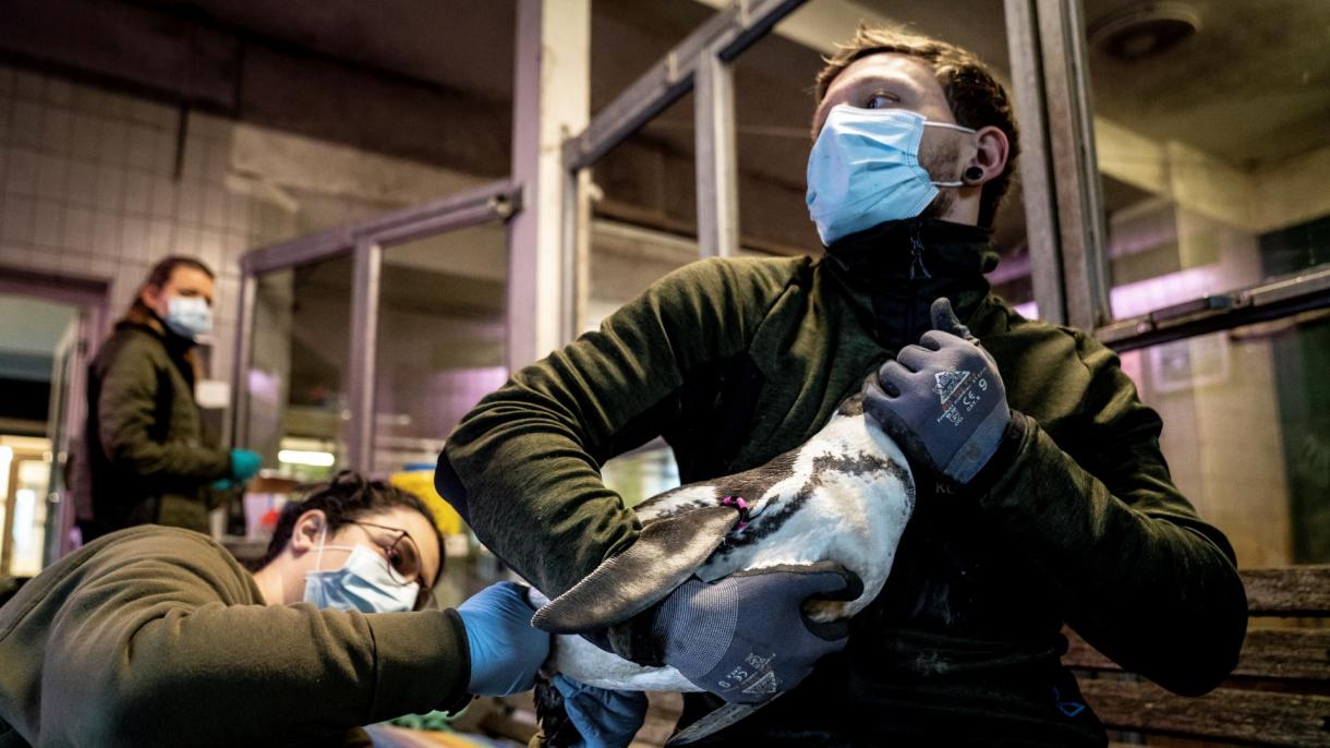 شیوع آنفلوآنزای مرغی در دانمارک؛ 19 هزار غاز و اردک تلف شد