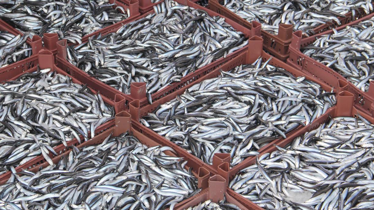 افزایش درآمد حاصله از صادرات ماهی هامسی ترکیه