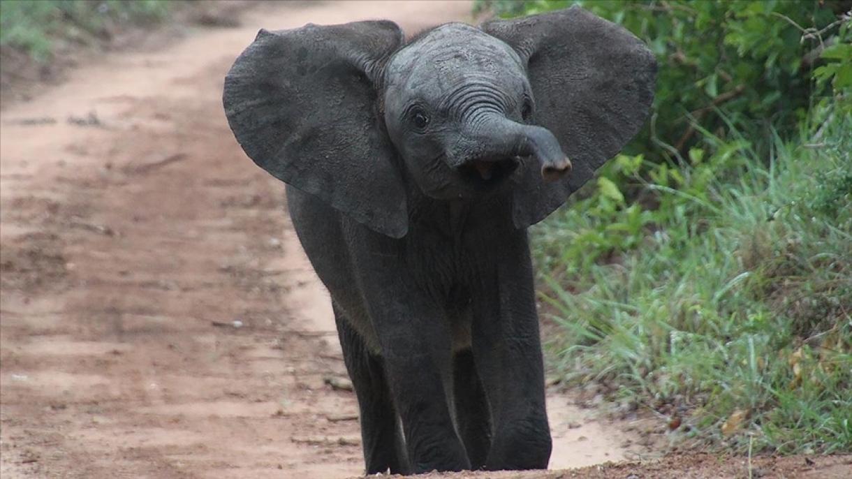 Megölt egy nőt a vad elefánt