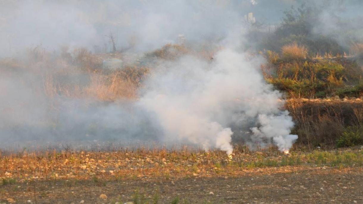 İzrail fosfor bombaları belän zäytün ağaçların yandırdı