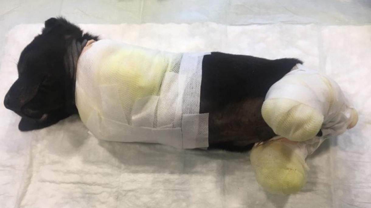 両手両足としっぽが切断された小犬の死 ショベルカー操縦士を 両手両足としっぽが切断された小犬の死 ショベルカー操縦士を