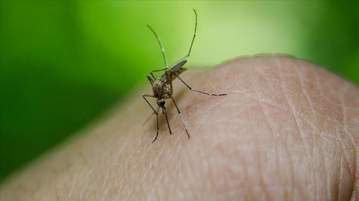 Dengue vírus fertőzések Thaiföldön