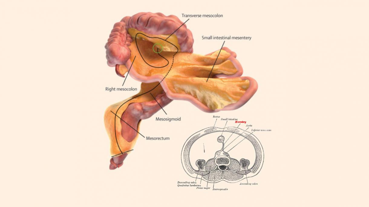 Abbiamo un nuovo organo,: “Il mesentere"