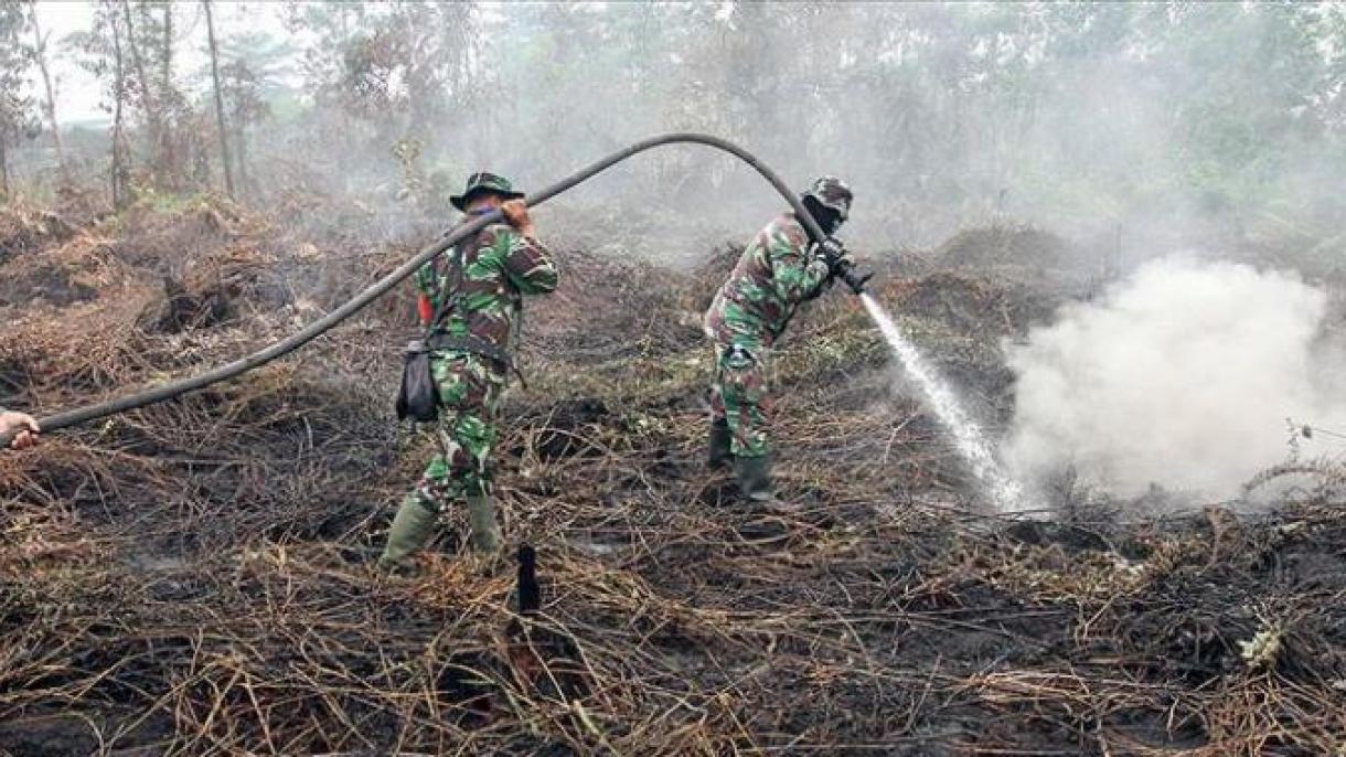 与印尼森林大火有关的185人被拘留
