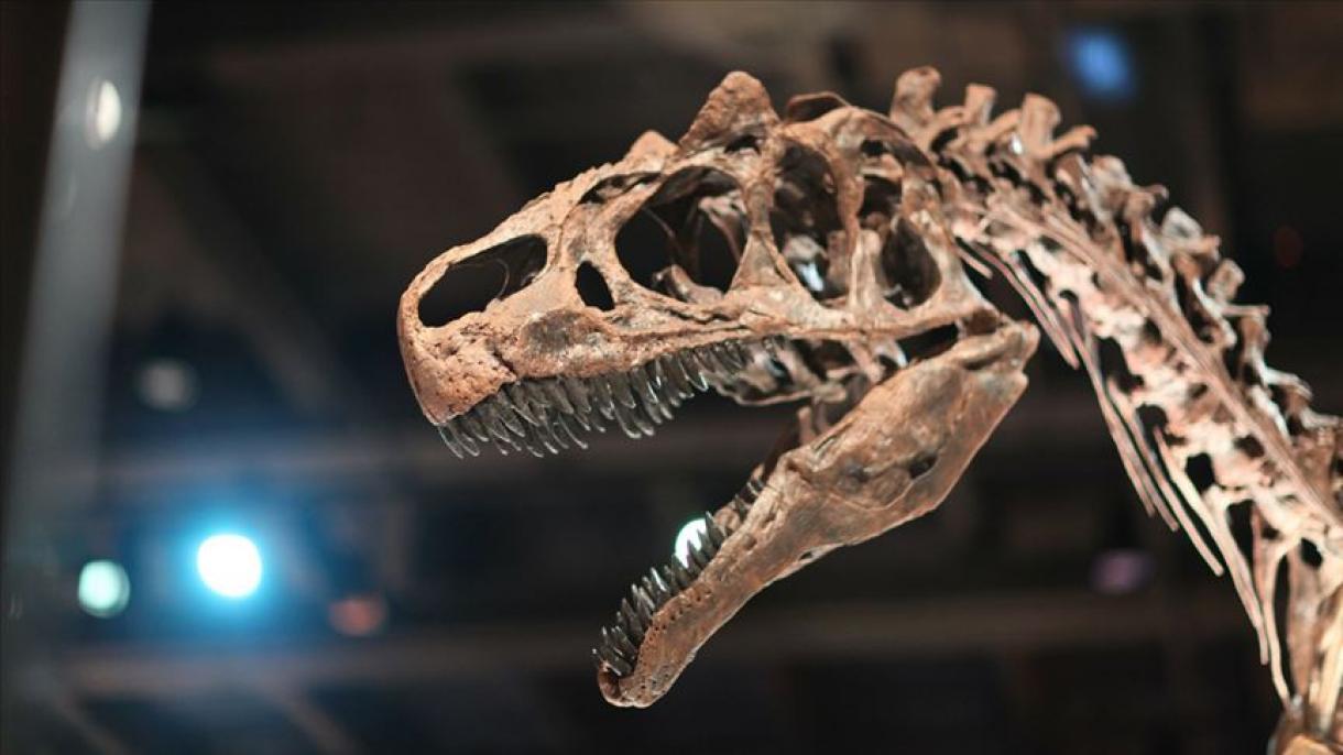 Descubren una nueva especie de dinosaurio acorazado en Chile