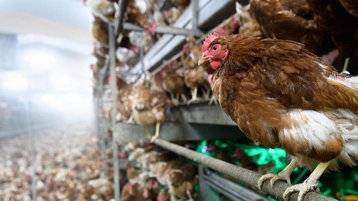 ابتلای هزاران پرنده در چین به آنفلوانزای مرغی