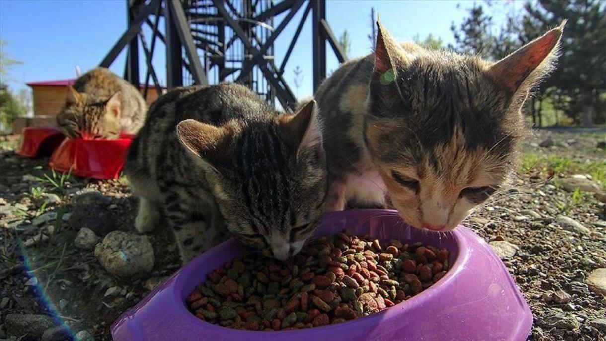 ستاد تامین غذا برای حیوانات خیابانی در ایغدیر ترکیه