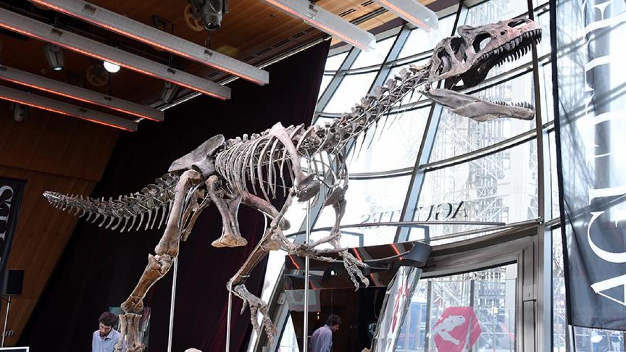 Dinozavr skeletı satıldı
