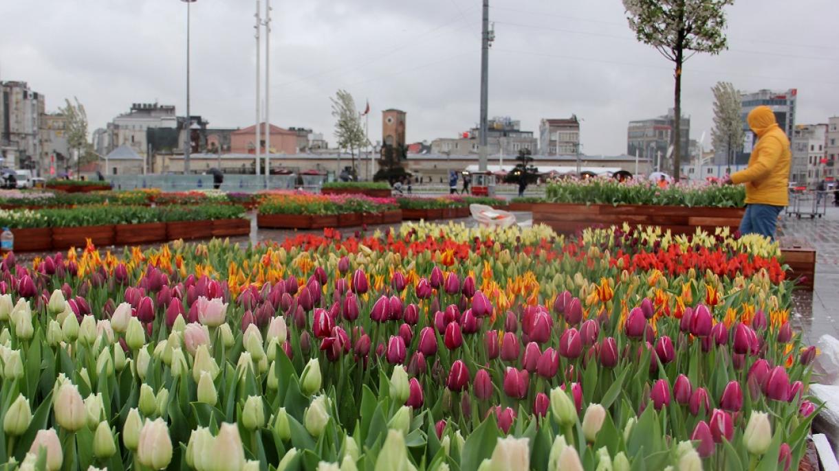 Praça de Taksim em Istambul coberta com tulipas