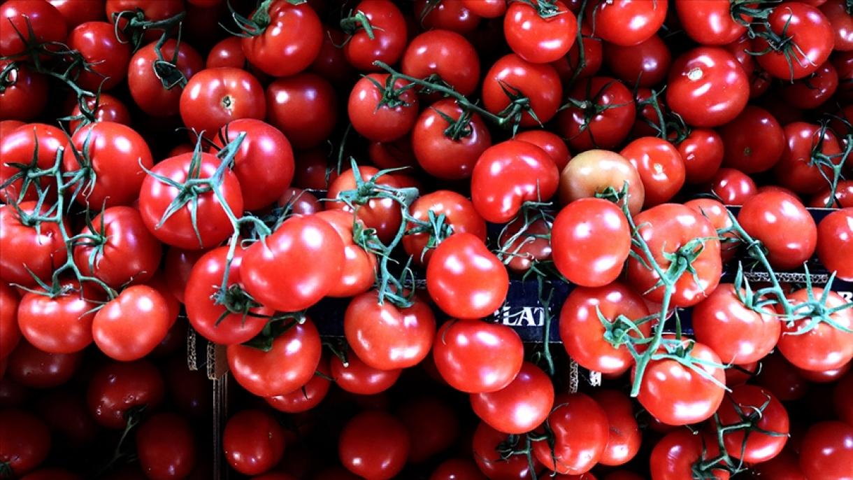 Русия увеличава вноса на домати...