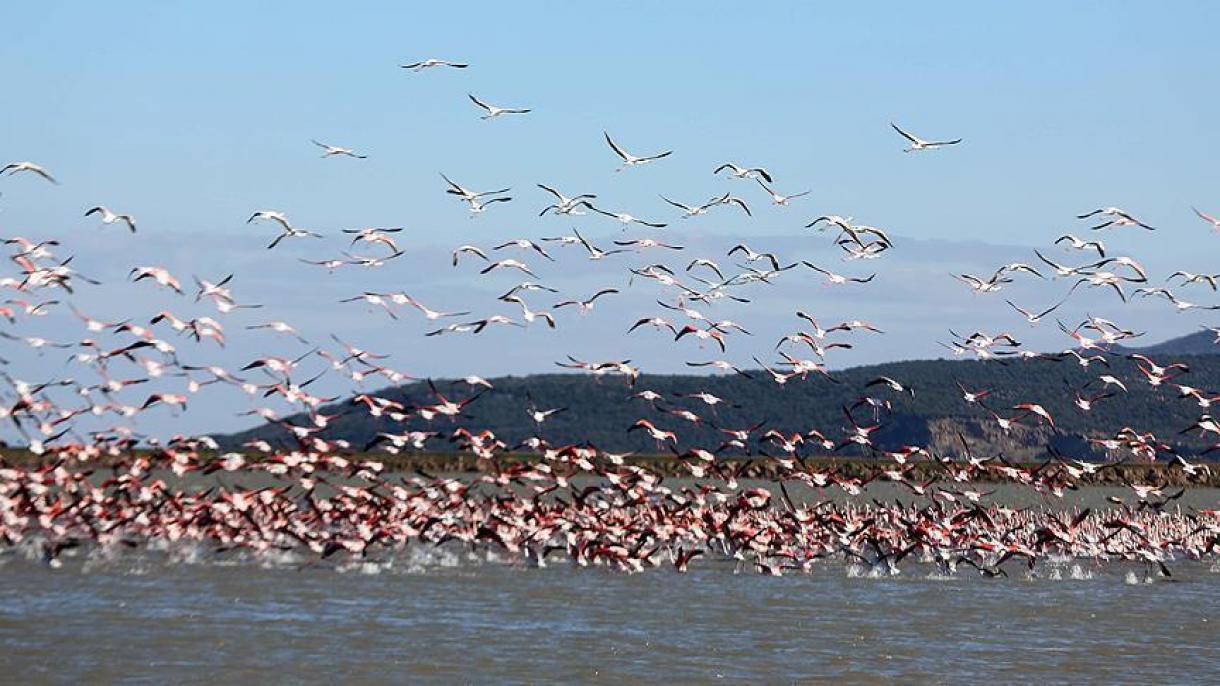 پرندگان مهاجر در پارک ملی دریاچه گالای ادیرنه