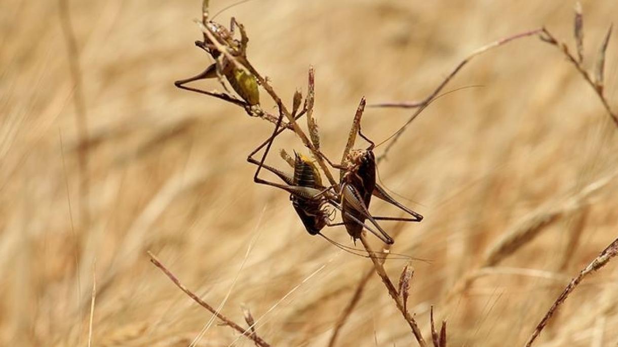FOA：非洲东部可能将爆发新一轮沙漠蝗虫入侵