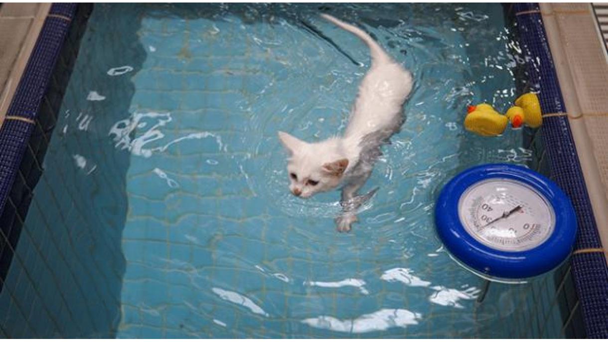 Fue abierta piscina especial para los gatos de Van