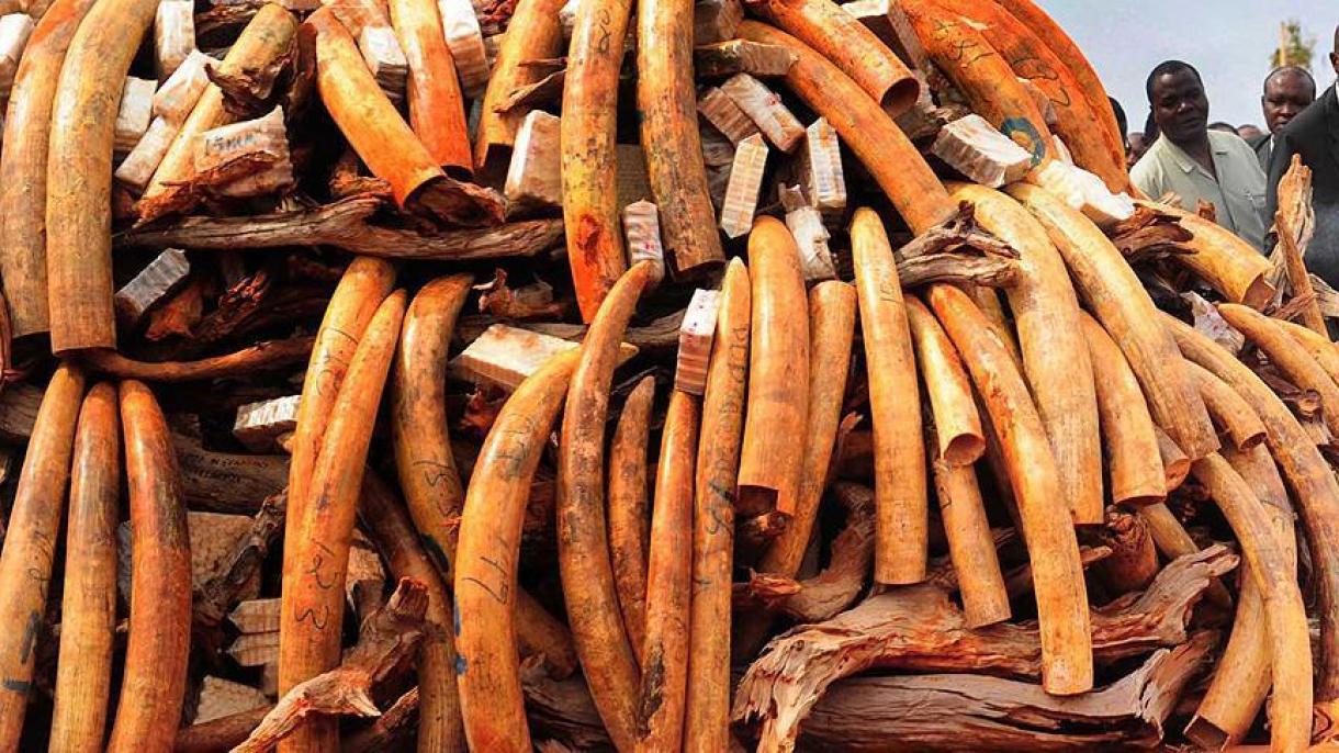 Zâmbia: 384 kg de marfim ilegal apreendido