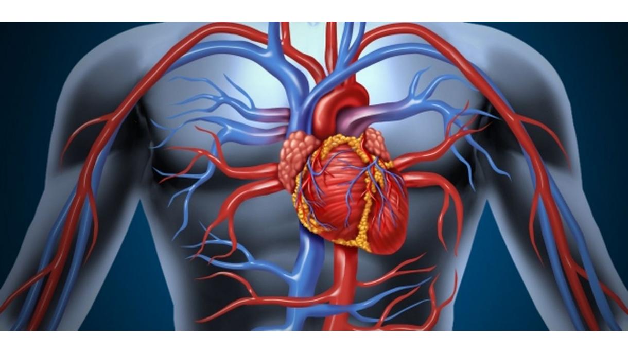 La grasa alrededor del corazón predice patologías cardiovasculares y diabetes