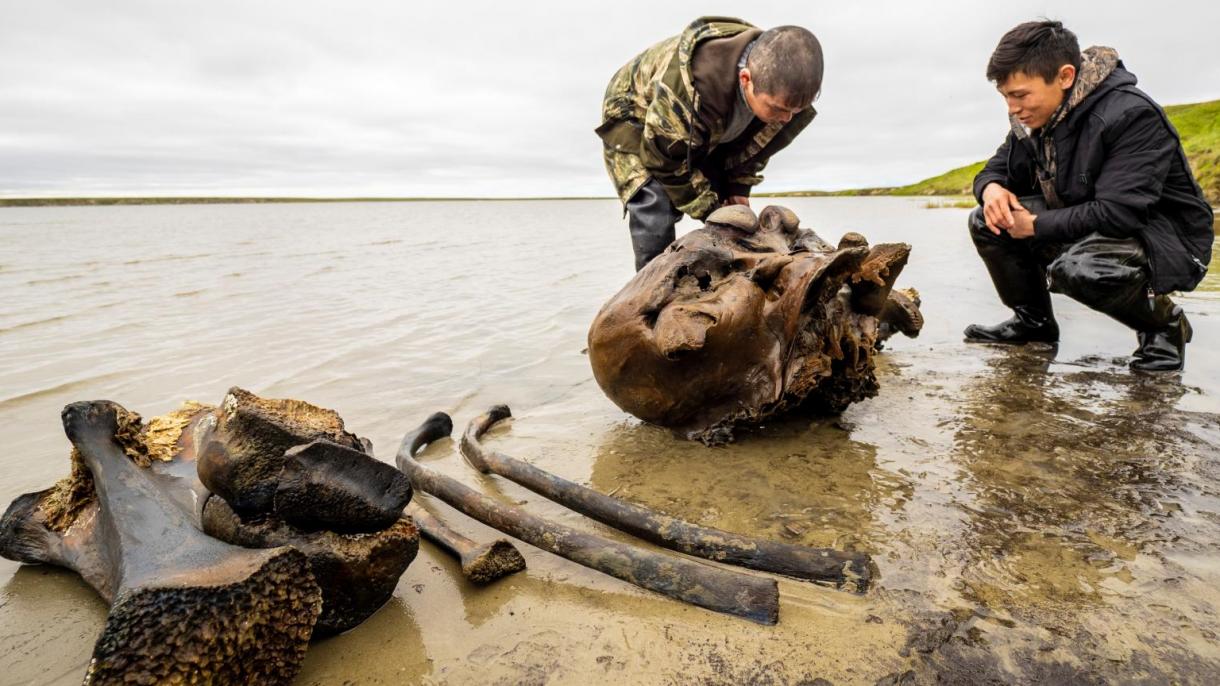 北西伯利亚出土完好猛犸象遗骸
