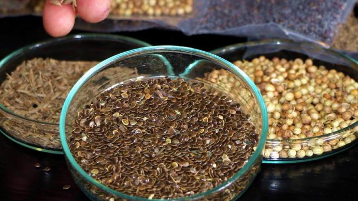 Las semillas se exportan a 93 países desde Turquía