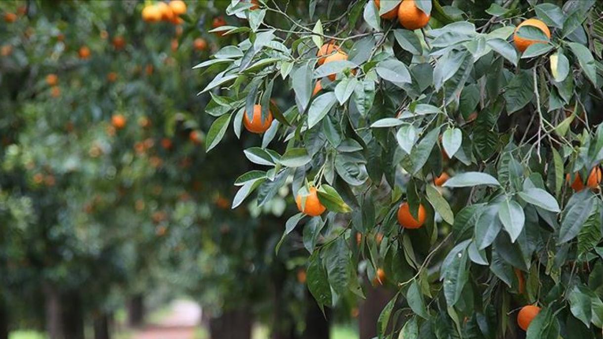 土耳其柑橘出口大幅增加