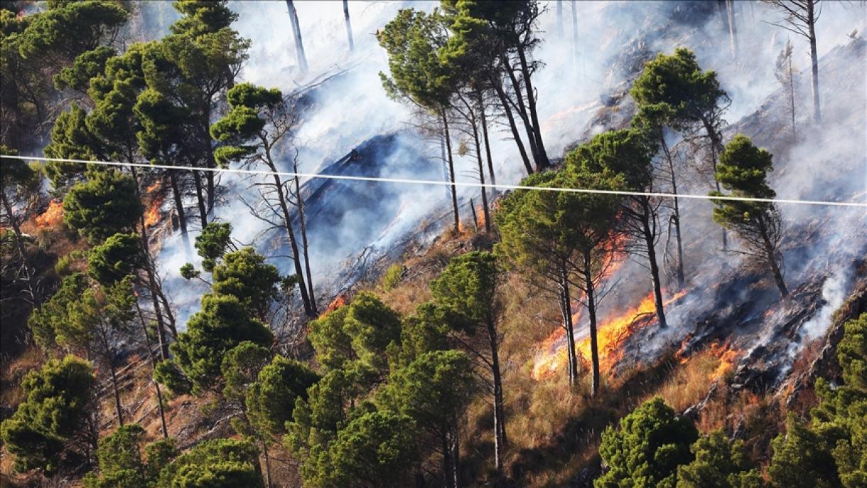 意大利南部森林火灾及扑灭工作继续