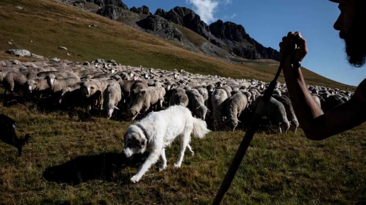 Във Франция записаха 15 овце на училище