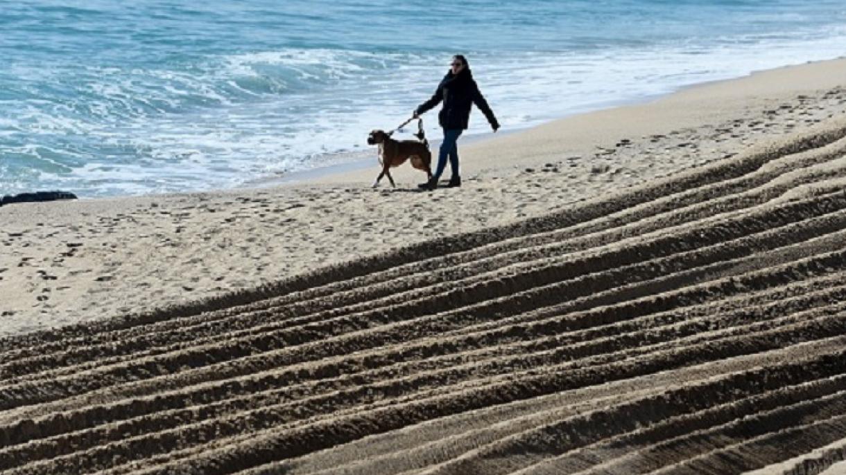 Barcelona tendrá otra vez este verano una playa para perros