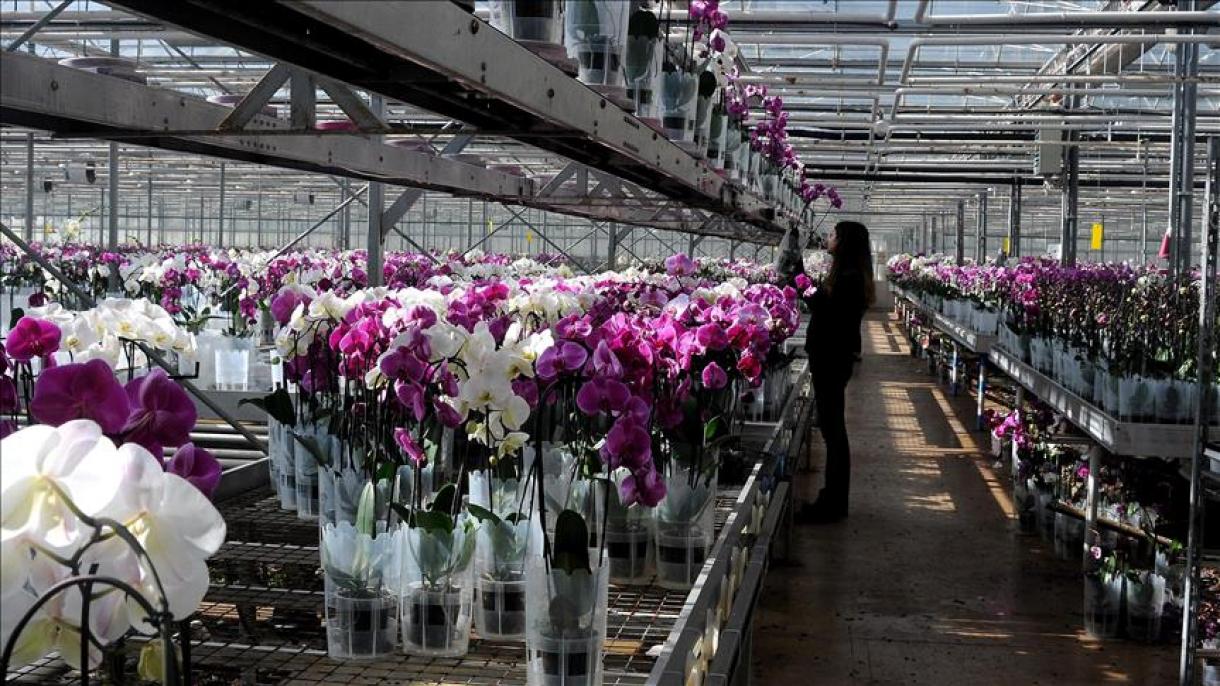 Turquia exporta flores para 20 países para o Dia Internacional da Mulher