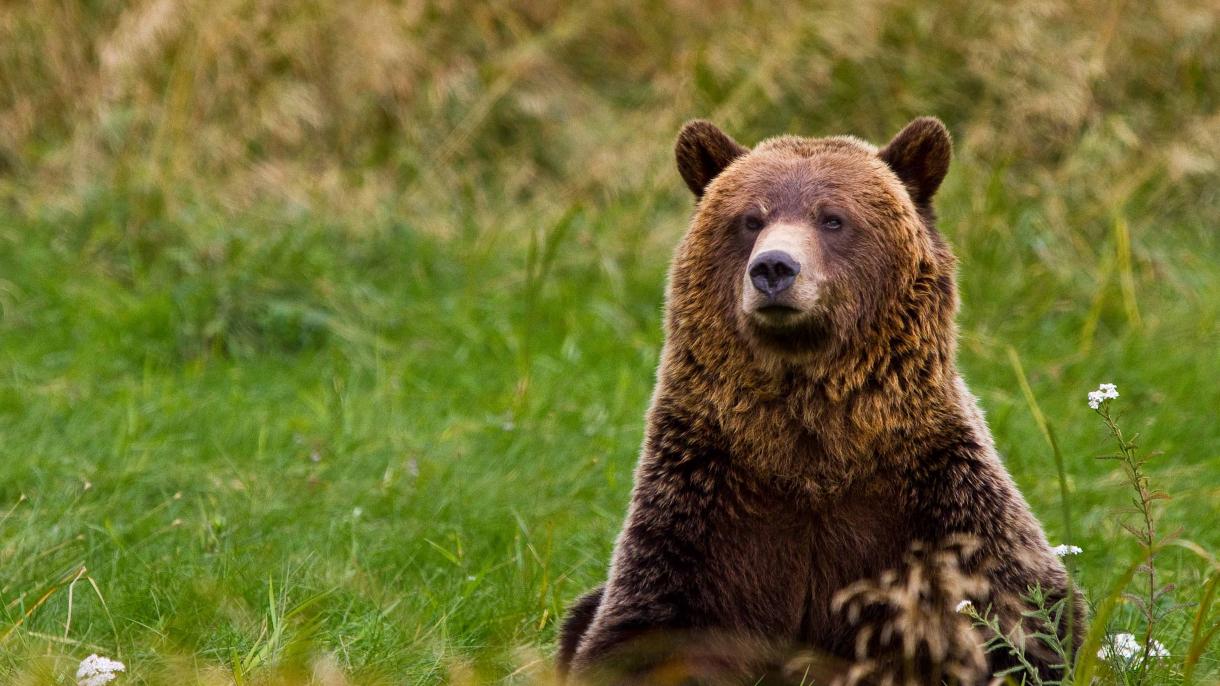 Yaponiyada ayılar insanlara hücum edirlər