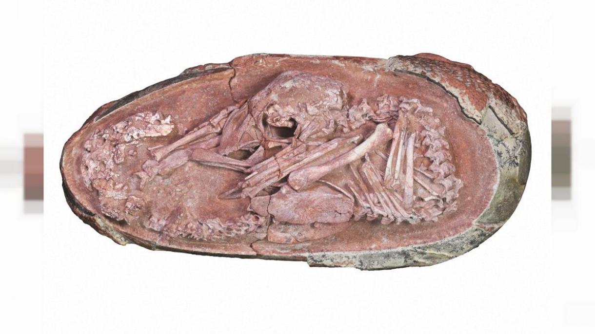 Descubren en China un embrión de dinosaurio perfectamente preservado de 66 millones de años