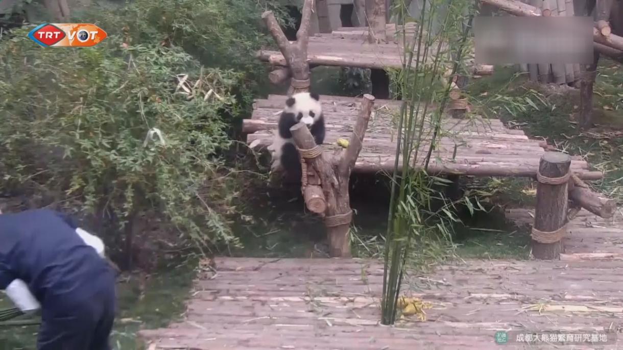 快看，寸步不离保姆的大熊猫！